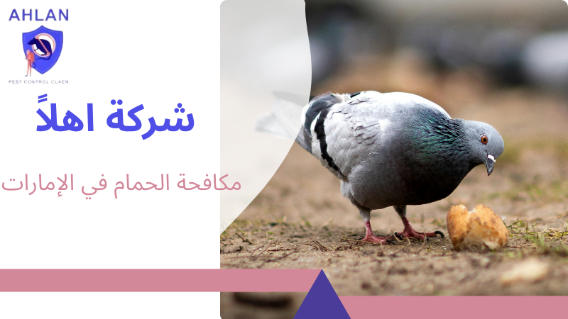 مكافحة الحمام في الإمارات