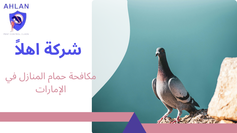 مكافحة حمام المنازل في الإمارات