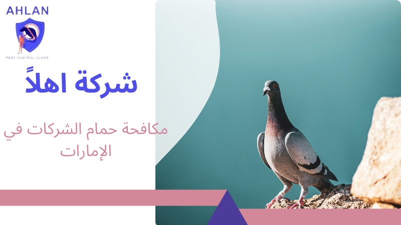 مكافحة حمام الشركات في الإمارات