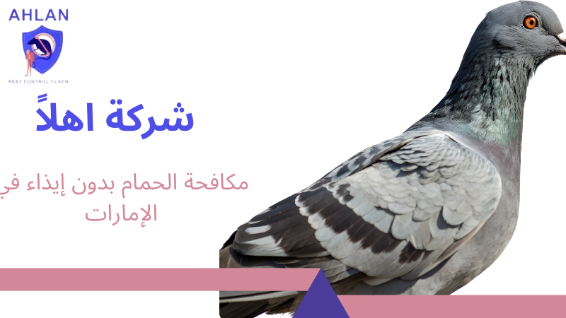 مكافحة الحمام بدون إيذاء في الإمارات