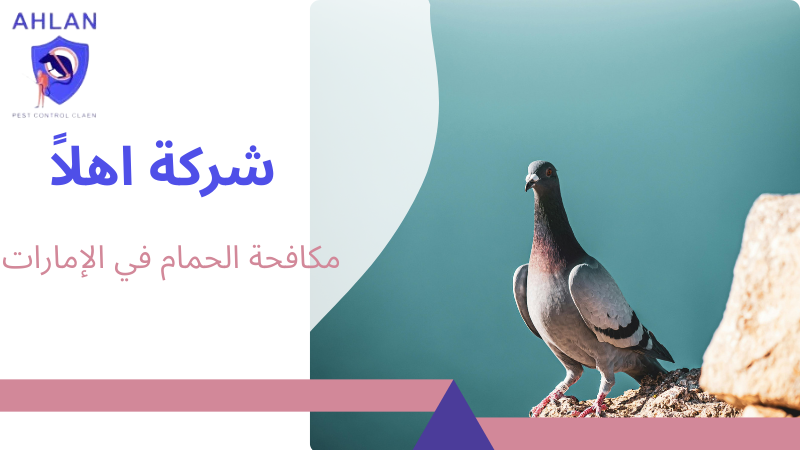 مكافحة الحمام في الإمارات