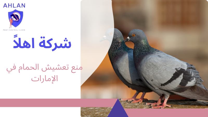 منع تعشيش الحمام في الإمارات