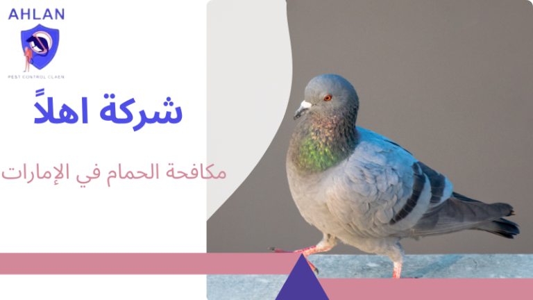 مكافحة الحمام في الإمارات