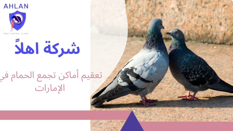 تعقيم أماكن تجمع الحمام في الإمارات