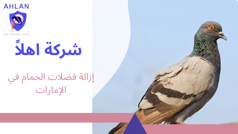 إزالة فضلات الحمام في الإمارات