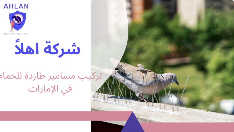 تركيب مسامير طاردة للحمام في الإمارات