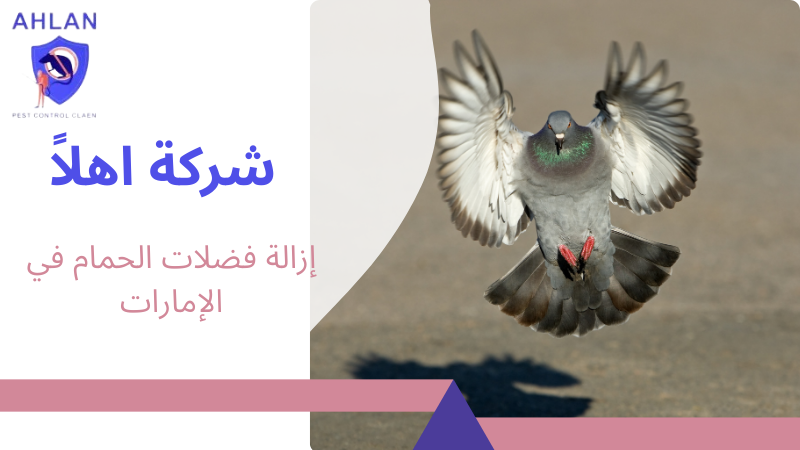 إزالة فضلات الحمام في الإمارات