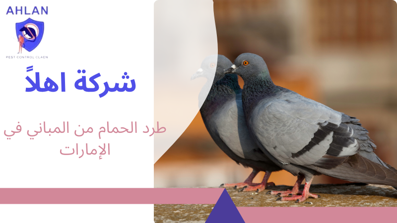 طرد الحمام من المباني في الإمارات