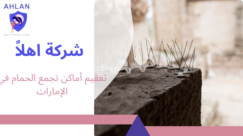 تعقيم أماكن تجمع الحمام في الإمارات