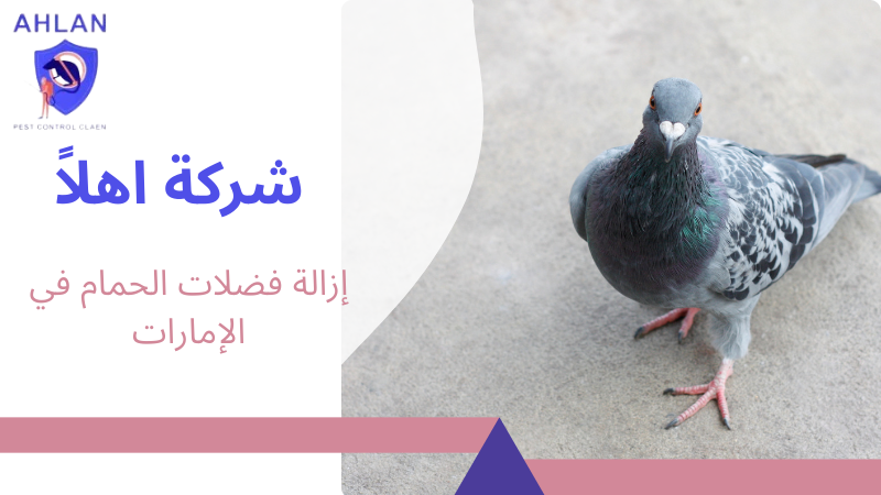 إزالة فضلات الحمام في الإمارات