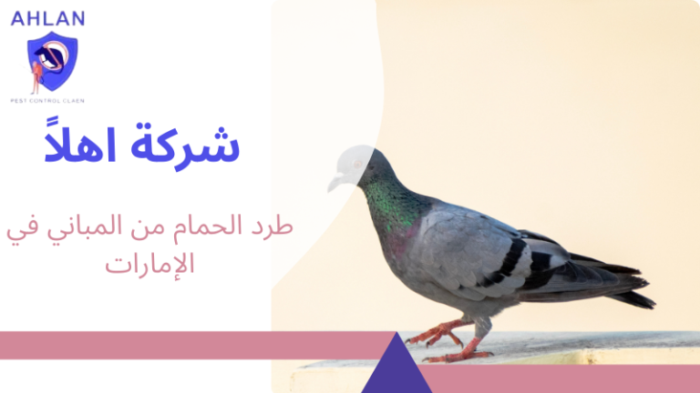طرد الحمام من المباني في الإمارات