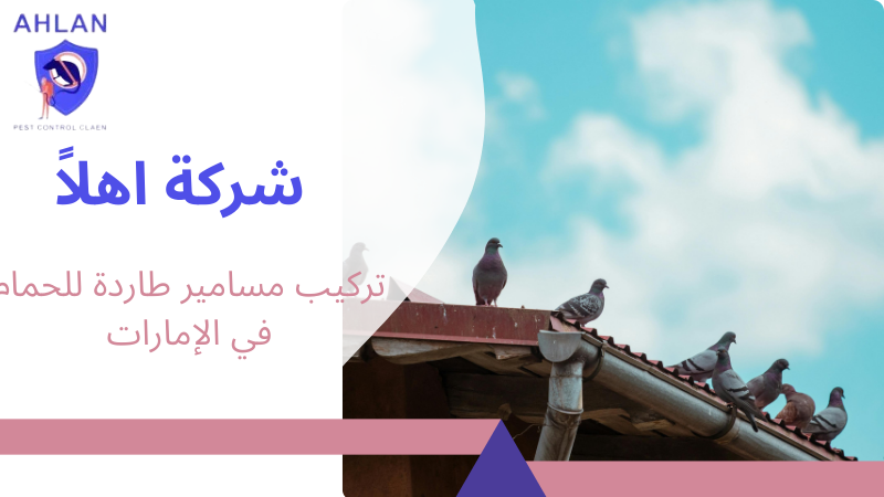 تركيب مسامير طاردة للحمام في الإمارات