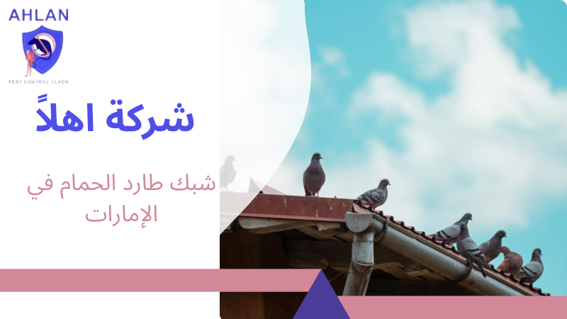 شبك طارد الحمام في الإمارات