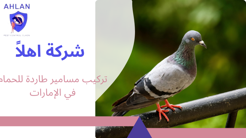 تركيب مسامير طاردة للحمام في الإمارات