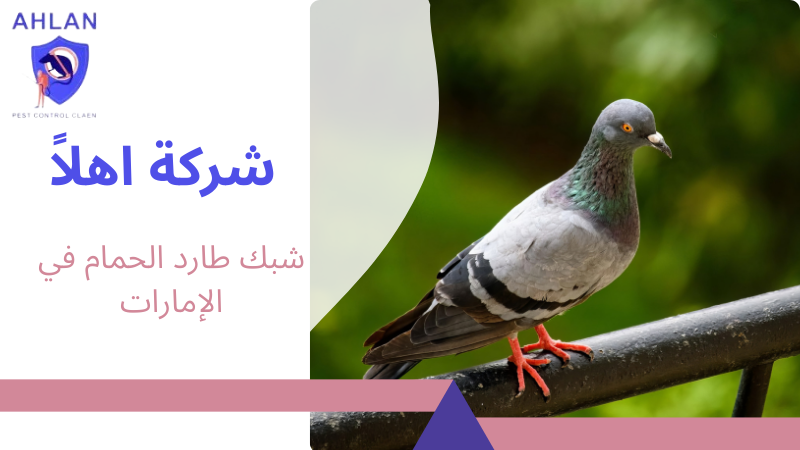 شبك طارد الحمام في الإمارات