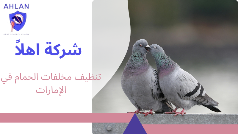 تنظيف مخلفات الحمام في الإمارات