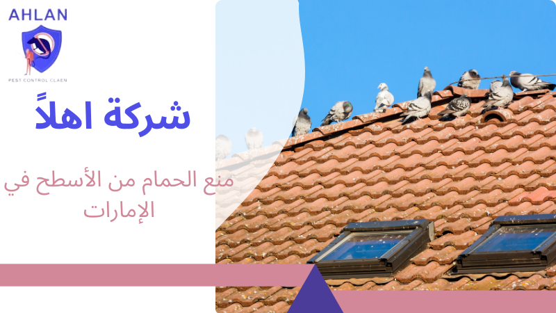 منع الحمام من الأسطح في الإمارات