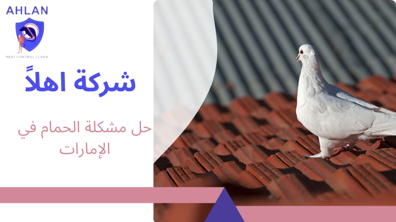 حل مشكلة الحمام في الإمارات