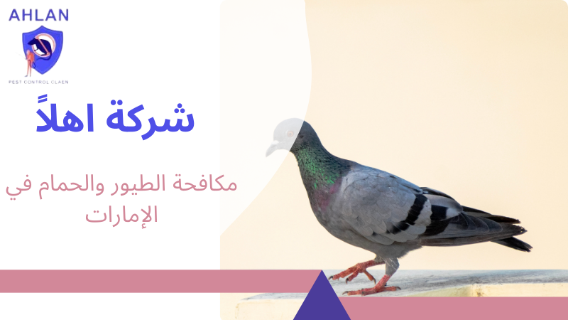 مكافحة الطيور والحمام في الإمارات