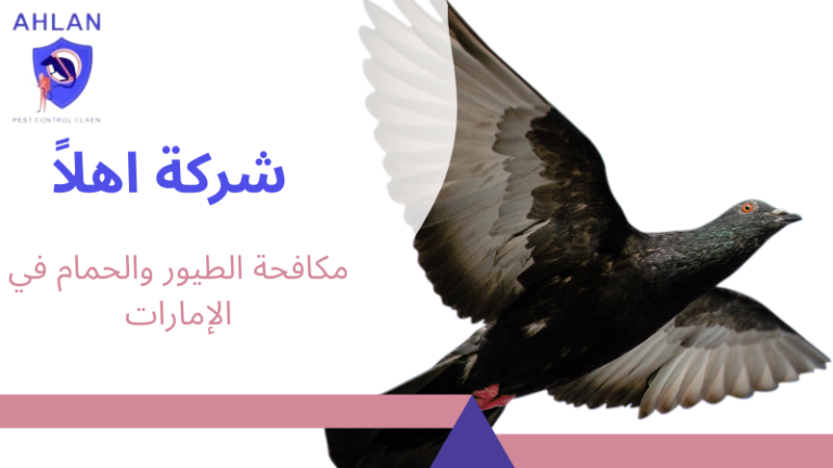 مكافحة الطيور والحمام في الإمارات