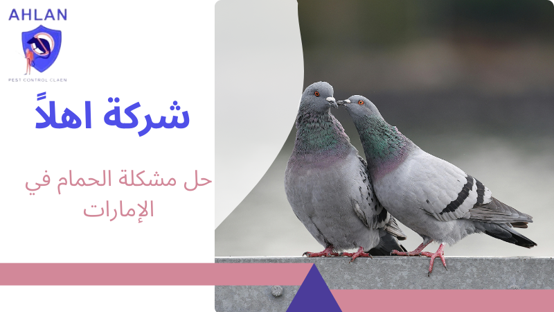 حل مشكلة الحمام في الإمارات