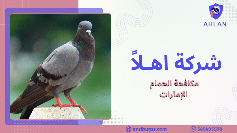 مكافحة الحمام الإمارات