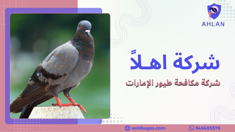 شركة مكافحة طيور الإمارات