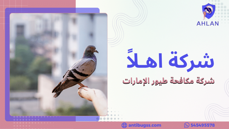 شركة مكافحة طيور الإمارات