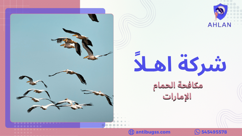 مكافحة الحمام الإمارات