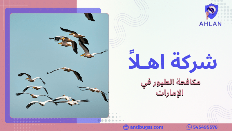 مكافحة الطيور في الإمارات