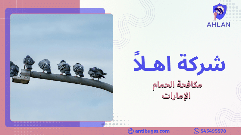 مكافحة الحمام الإمارات