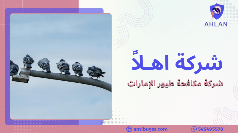 شركة مكافحة طيور الإمارات