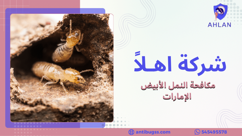 مكافحة النمل الأبيض الإمارات