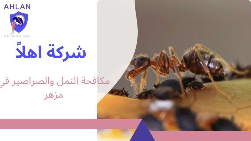 مكافحة النمل والصراصير في مزهر