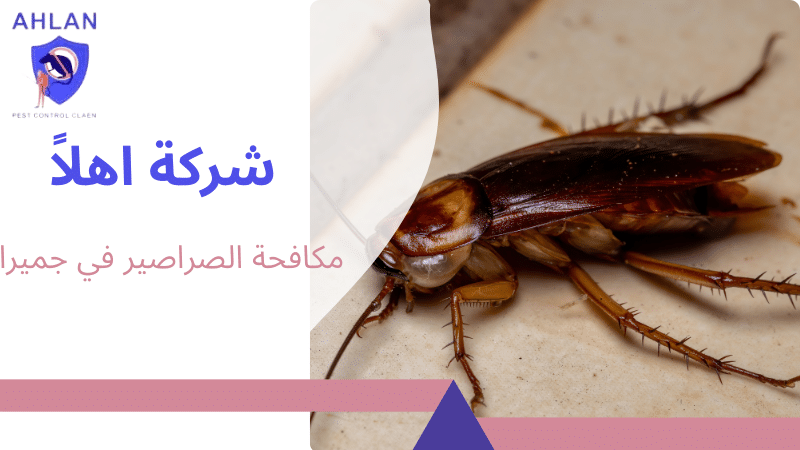 مكافحة الصراصير في جميرا
