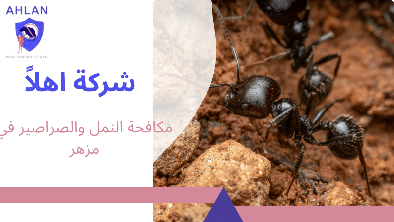 مكافحة النمل والصراصير في مزهر