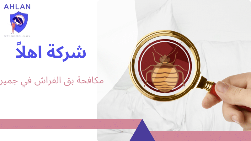 مكافحة بق الفراش في جميرا