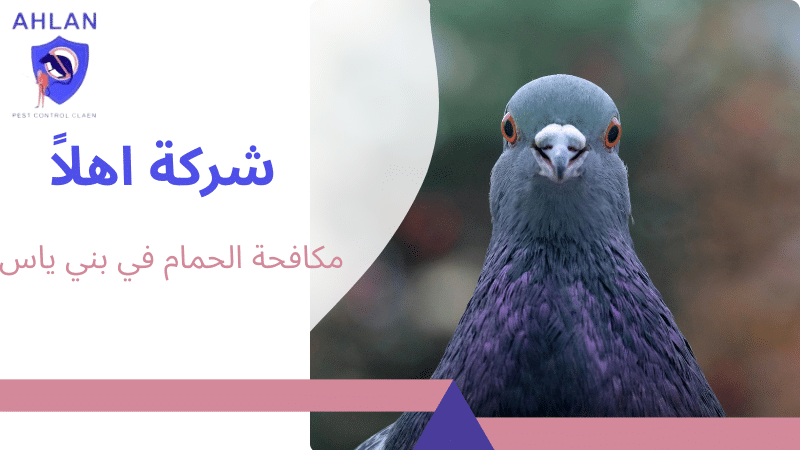 مكافحة الحمام في بني ياس