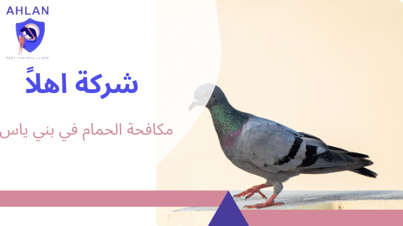 مكافحة الحمام في بني ياس