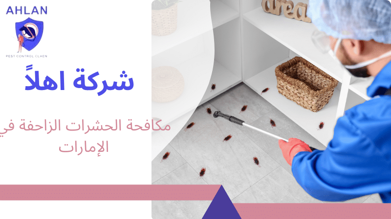 مكافحة الحشرات الزاحفة في الإمارات