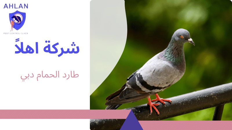 طارد الحمام دبي