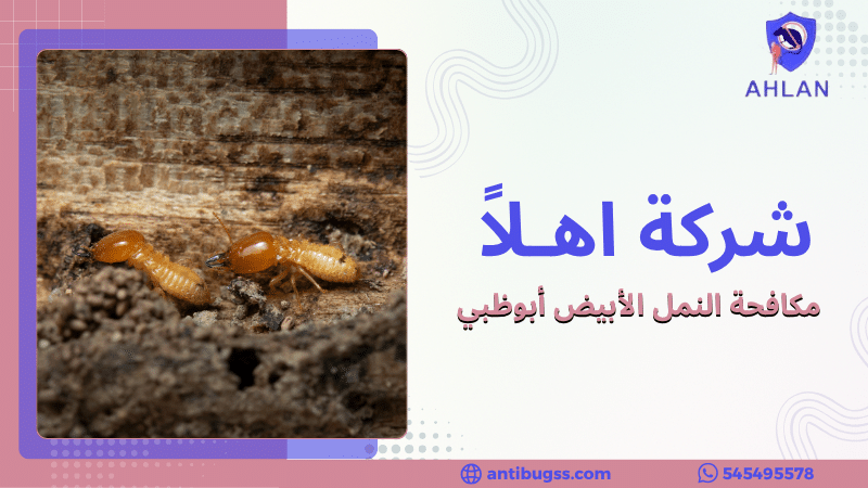 مكافحة النمل الأبيض أبوظبي