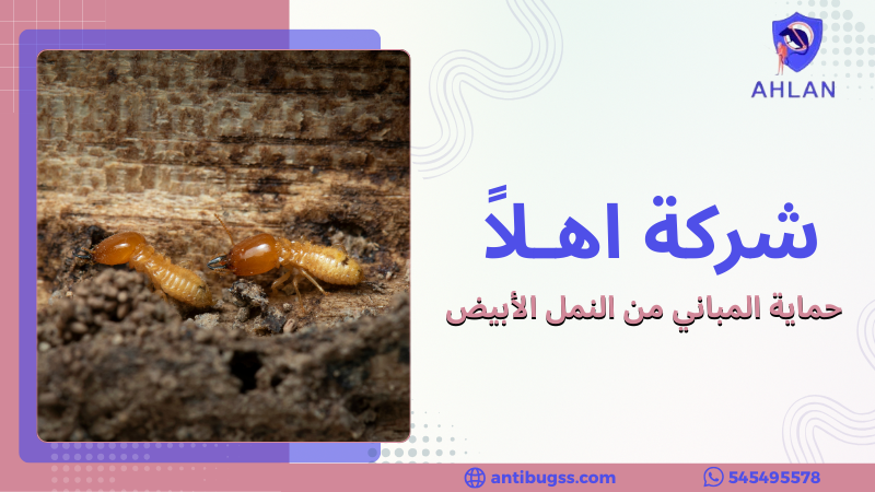 حماية المباني من النمل الأبيض