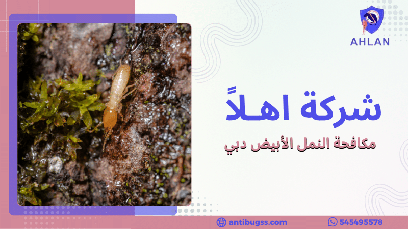 مكافحة النمل الأبيض دبي