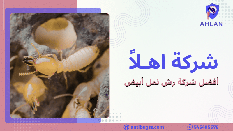أفضل شركة رش نمل أبيض