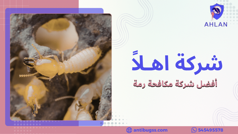 أفضل شركة مكافحة رمة