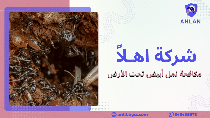 مكافحة نمل أبيض تحت الأرض