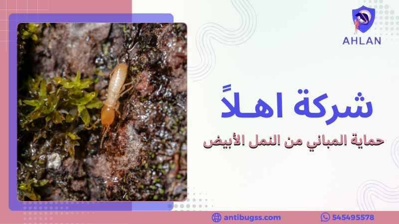 حماية المباني من النمل الأبيض