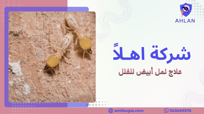 علاج نمل أبيض للفلل