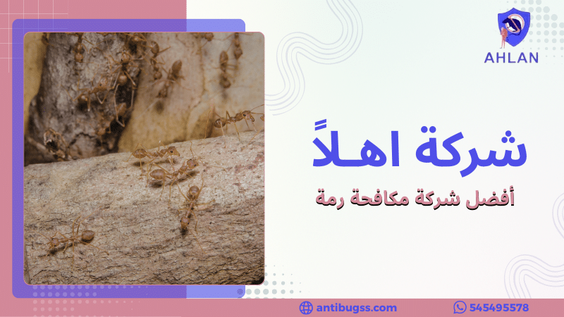 أفضل شركة مكافحة رمة